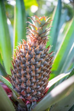 Çiftlikte yetişen ananas tropikal meyvesi.