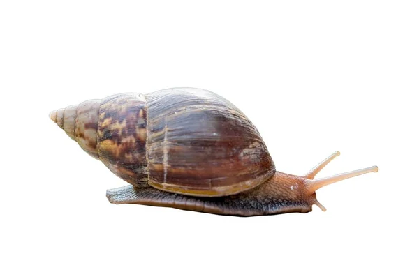 Caracol de jardín aislado sobre fondo blanco — Foto de Stock