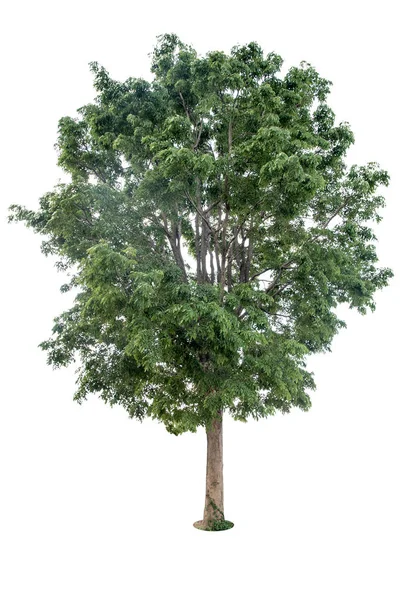 Obraz Drzew Odizolowanych Białym Tle — Zdjęcie stockowe