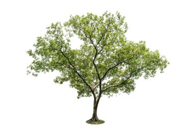 Beyaz arkaplanda izole edilmiş büyük ağaçlar