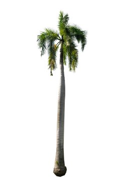 Beyaz arka plan üzerinde izole yeşil güzel hurma ağacı