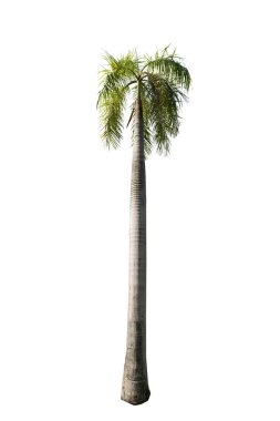 Beyaz arka plan üzerinde izole yeşil güzel hurma ağacı