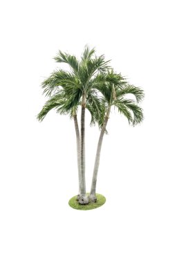 Beyaz arka plan üzerinde izole yeşil güzel hurma ağacı