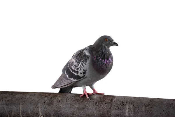 Nahaufnahme Graue Taube Taube Isoliert Auf Weißem Hintergrund — Stockfoto