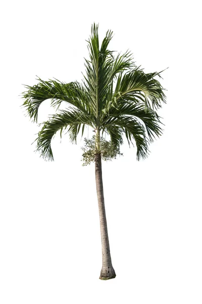 Зеленое Красивое Пальмовое Дерево Изолировано Белом Фоне — стоковое фото