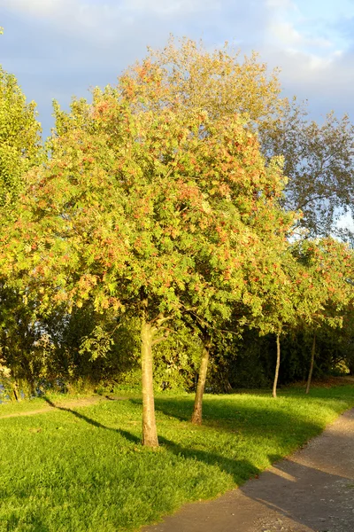 Δέντρο σορβιά στην ηλιόλουστη μέρα. — Φωτογραφία Αρχείου