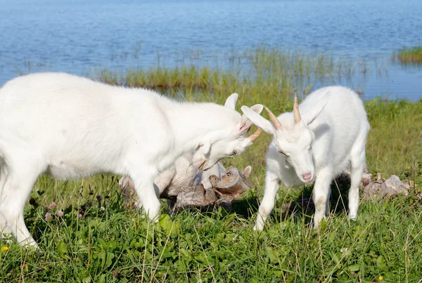 Домашние козы на фоне травы . — стоковое фото