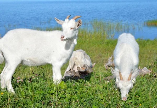 Zelfgemaakte geiten op gras achtergrond. — Stockfoto