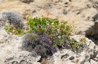 Çiçekli çalı, Yunanistan.