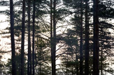 Gün batımında orman silüeti.