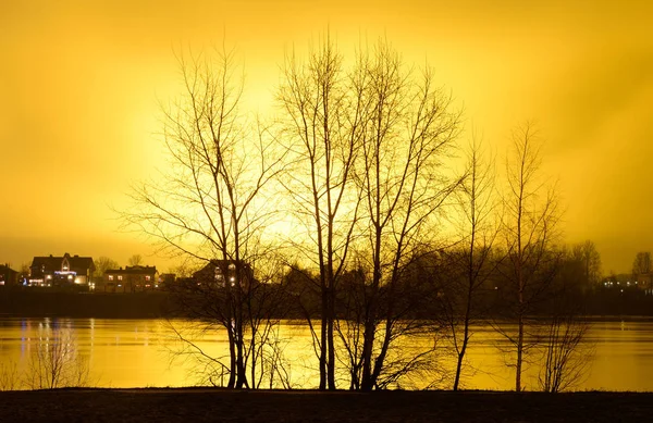 Bush on the background glow from the city. — Stock Photo, Image