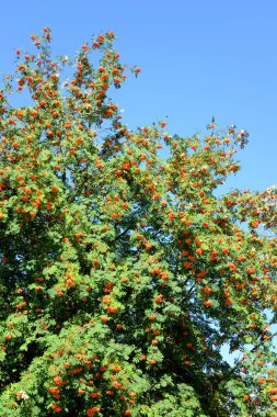 Kırmızı dutlu rowan ağacı.