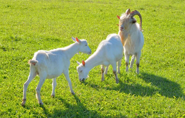 Homemade goats on grass background. — Stock Photo, Image