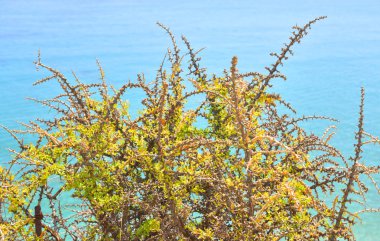 Cretan sahil Denizi üzerinde dikenli çalı.