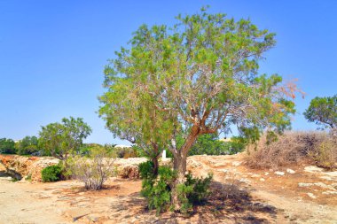 Girit'te yaz manzara.