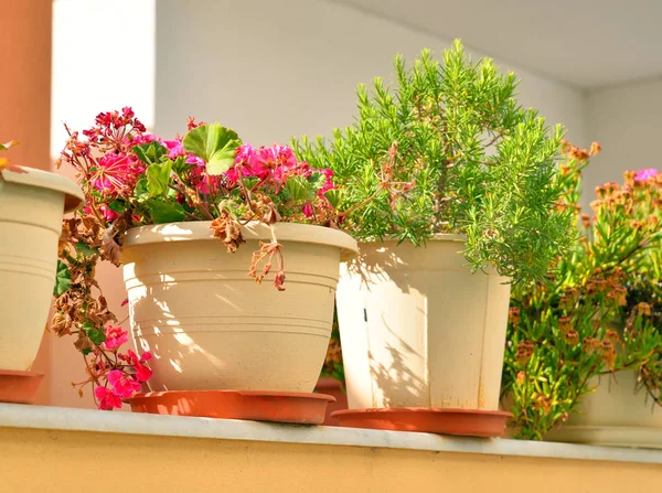 Flowers in pots. — Stock Photo, Image