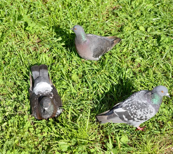 Três pombos na relva — Fotografia de Stock