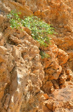 Kireç taşı arka plan yakın çekim.