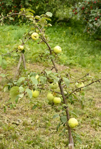 Young apple tree. — Stock Photo, Image
