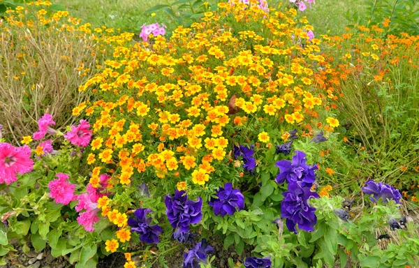 Sarı çiçekli flowerbed. — Stok fotoğraf