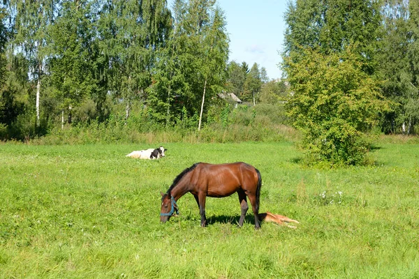 Sommerlandschaft mit grasenden Pferden. — Stockfoto