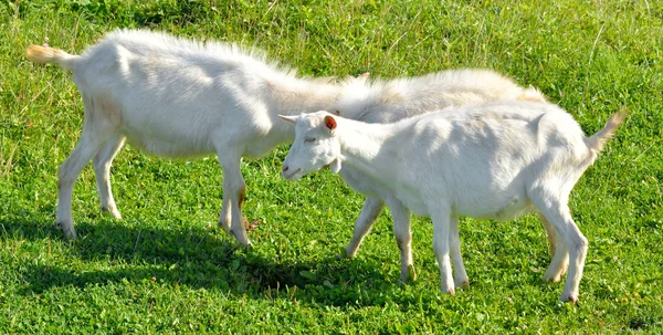 Homemade goats on grass background. — Stock Photo, Image