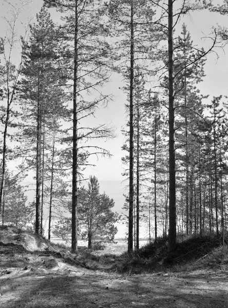 파인 트리 숲. — 스톡 사진