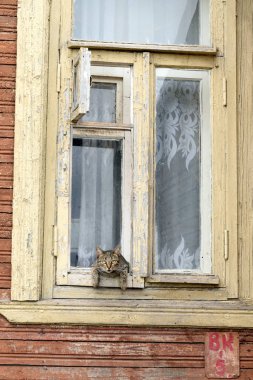 Kedi ile eski ahşap pencere.