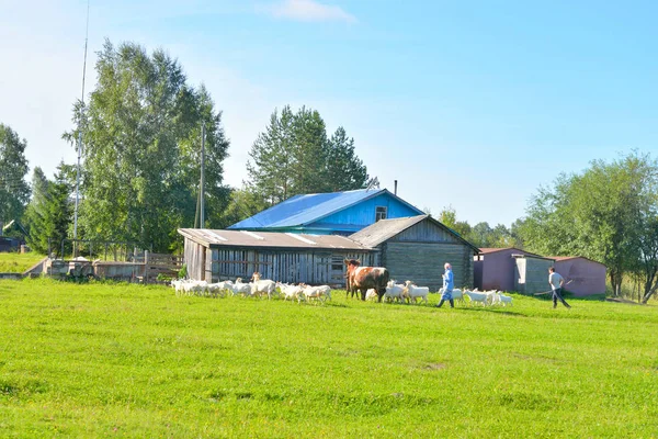 Sommerlandschaft mit Bauernhaus und einer Herde Nutztiere. — Stockfoto