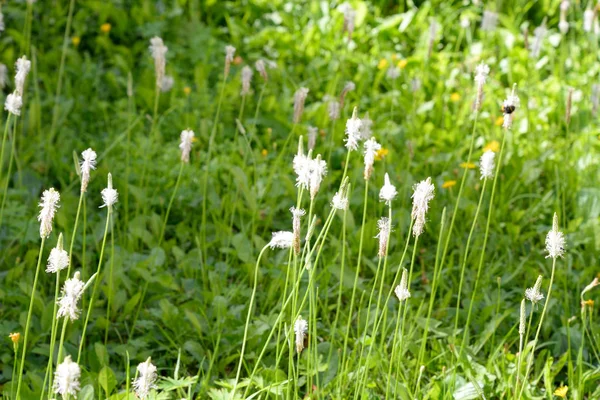 Wilde bloemen van het veld. — Stockfoto