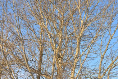 Kavak dalları yaprakları olmadan.