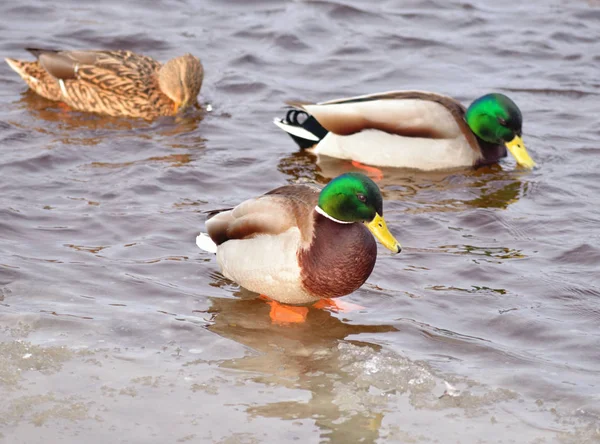 Patos en el agua. — Foto de Stock