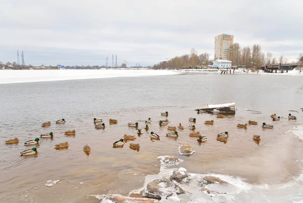 Neva River on the outskirts of St. Petersburg. — Stock Photo, Image