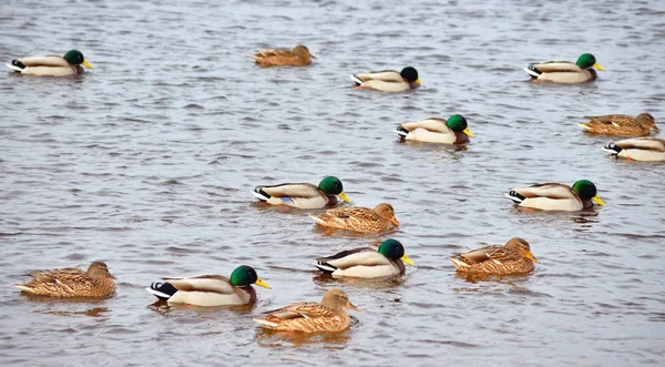 Anatre sull'acqua. — Foto Stock