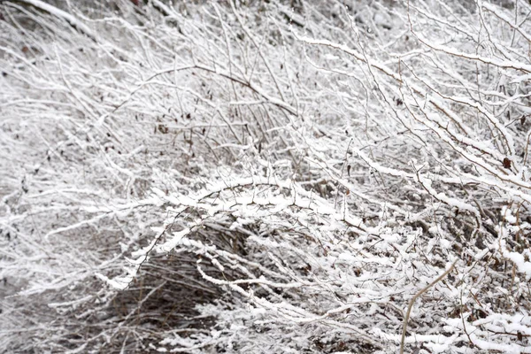 Karla kaplı ağaçlarla kaplı kış manzarası. — Stok fotoğraf
