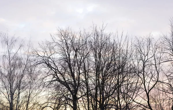 Silhouette der Bäume bei Sonnenuntergang. — Stockfoto