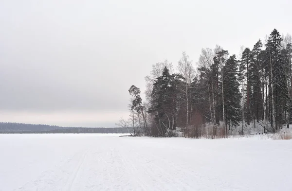 Bosque de pinos en invierno . — Foto de Stock