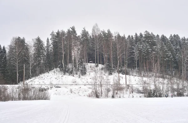 Bosque de pinos en invierno . — Foto de Stock