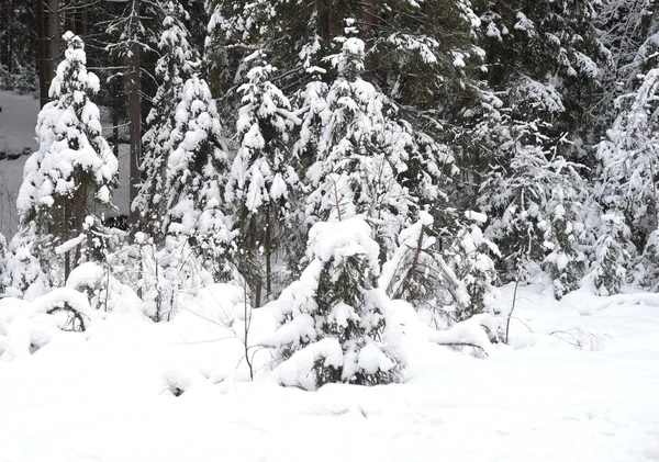 Dennenbos op winter. — Stockfoto