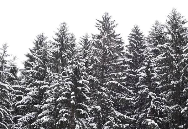 Bosque de pinos en invierno . —  Fotos de Stock