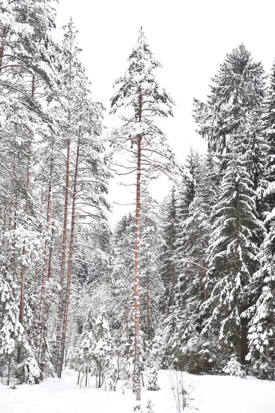 Fenyő erdő tél. — Stock Fotó