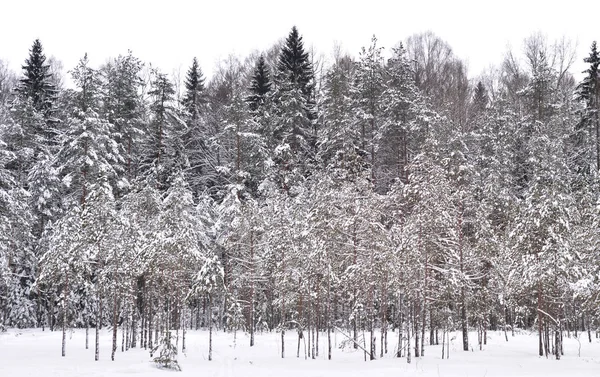 Floresta de pinheiro no inverno . — Fotografia de Stock