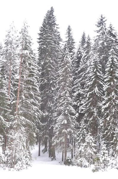 Tallskog på vintern. — Stockfoto