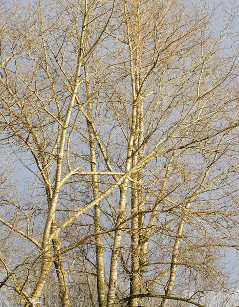 葉のないポプラの枝. — ストック写真