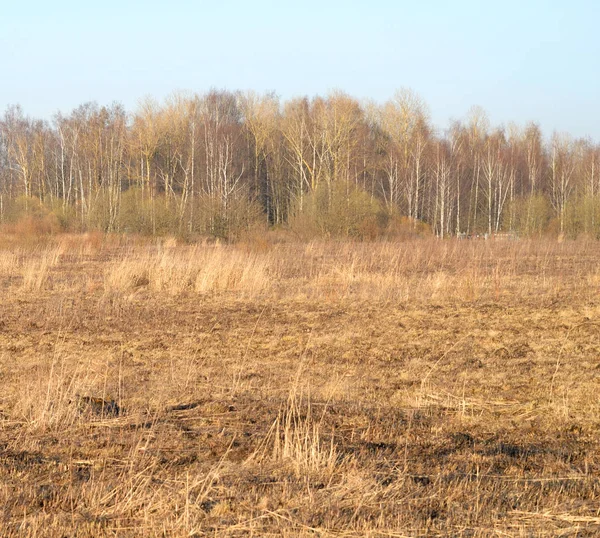 Dziedzinie wczesną wiosną. — Zdjęcie stockowe