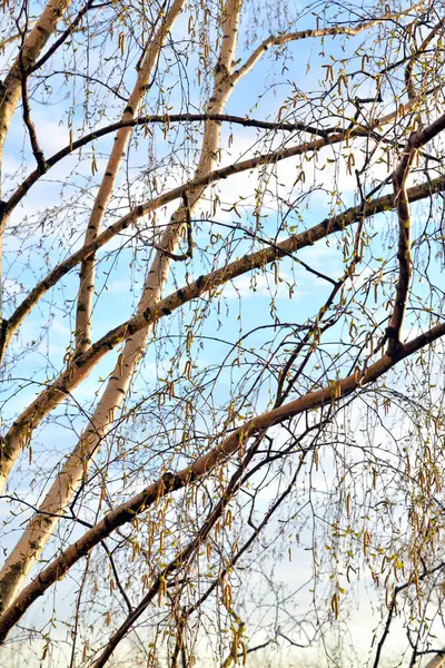 Birch tree branches. — Stock Photo, Image