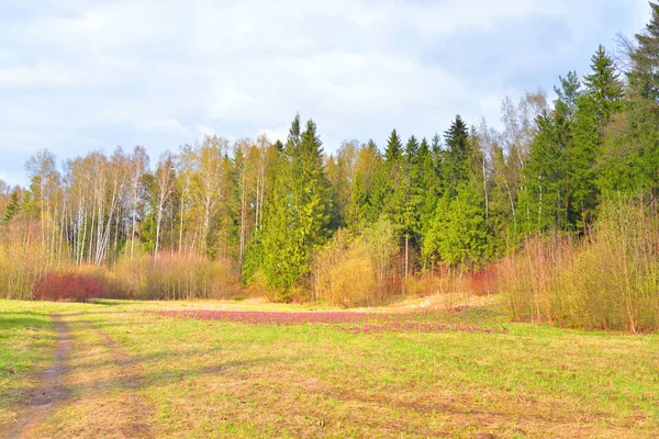 Park at spring. — Stock Photo, Image