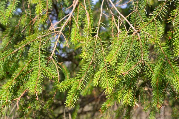 Зелений fir листя — стокове фото