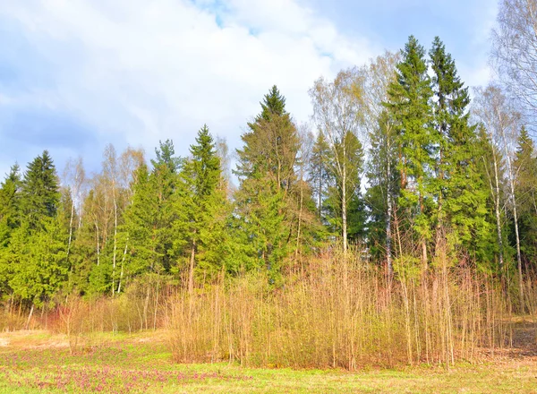 Park bij spring. — Stockfoto