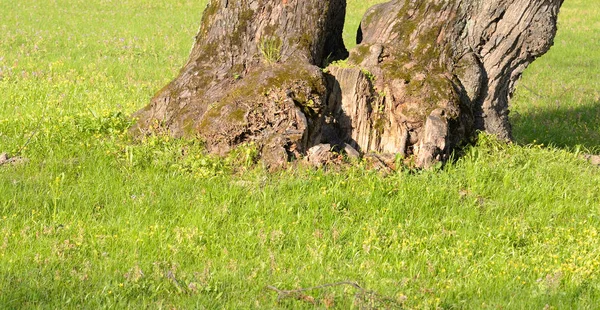 Troncos de árvores em um gramado verde . — Fotografia de Stock